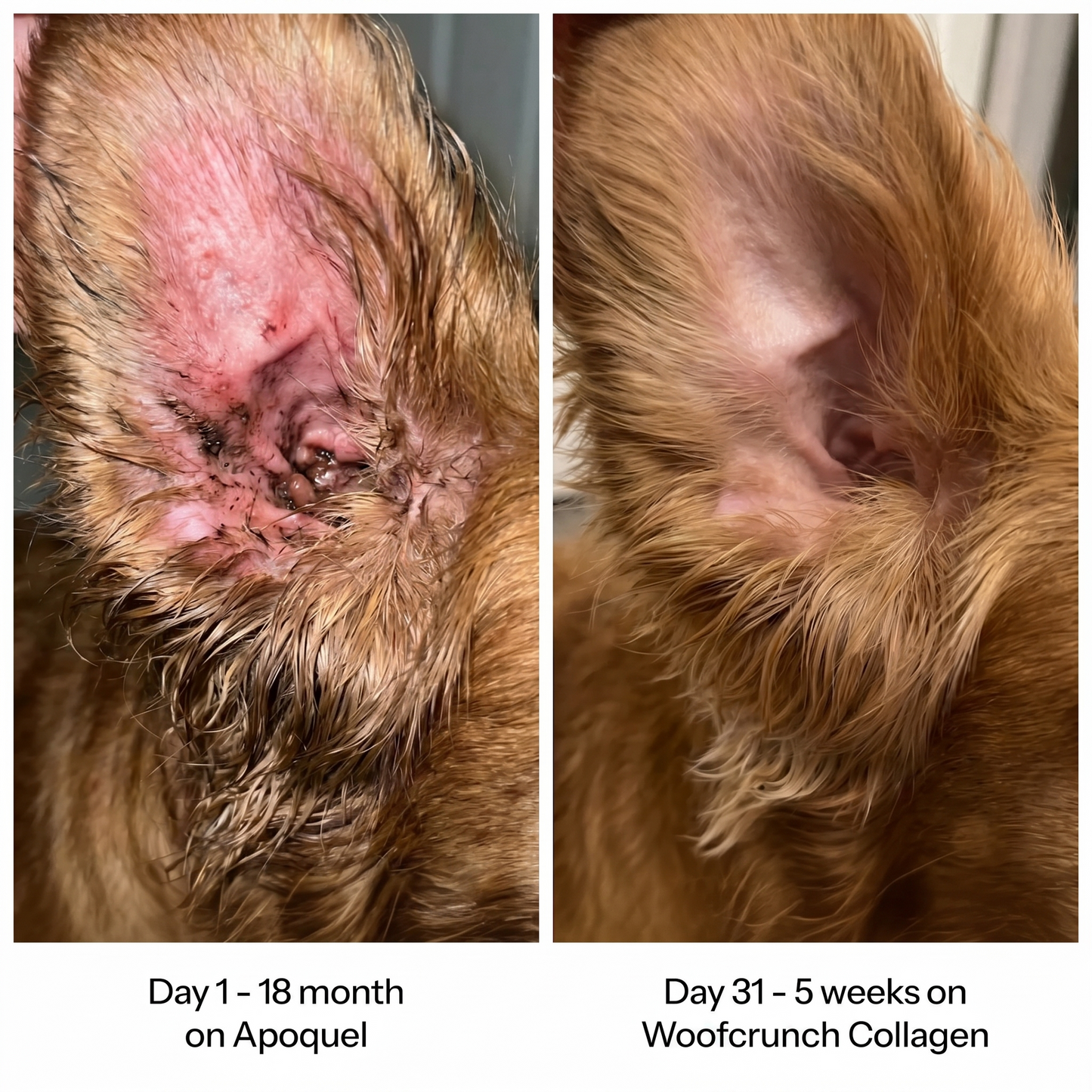 Woofcrunch™ Premium Liquid Collagen